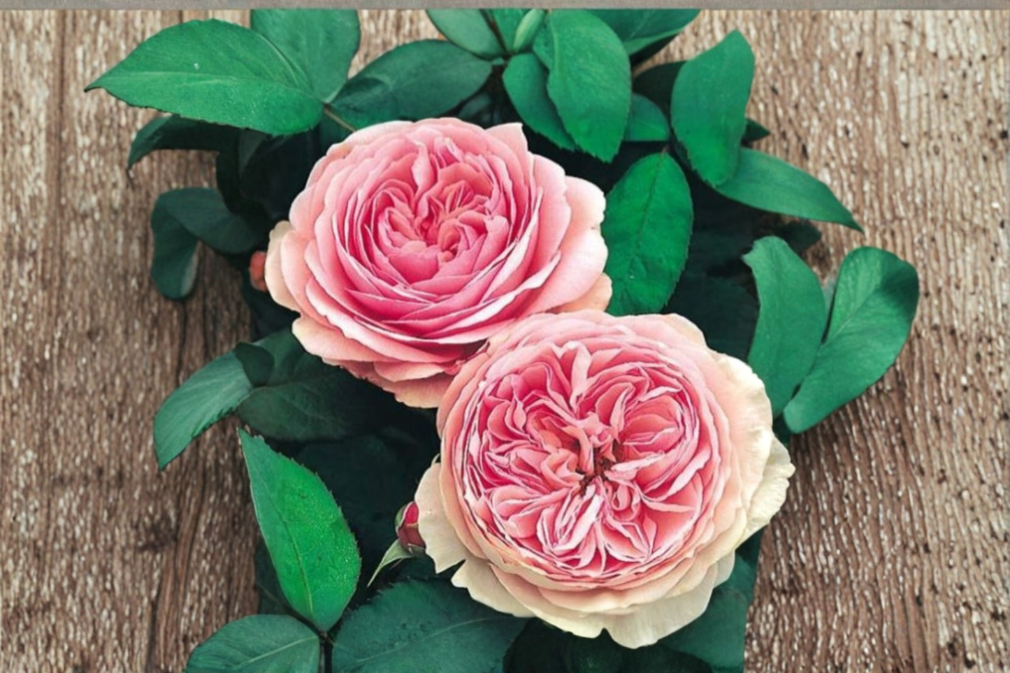 Salmon English Rose Seeds - 20 Rare Ornamental Bush Flower Seeds for Outdoor Garden Planting Rosa spp.