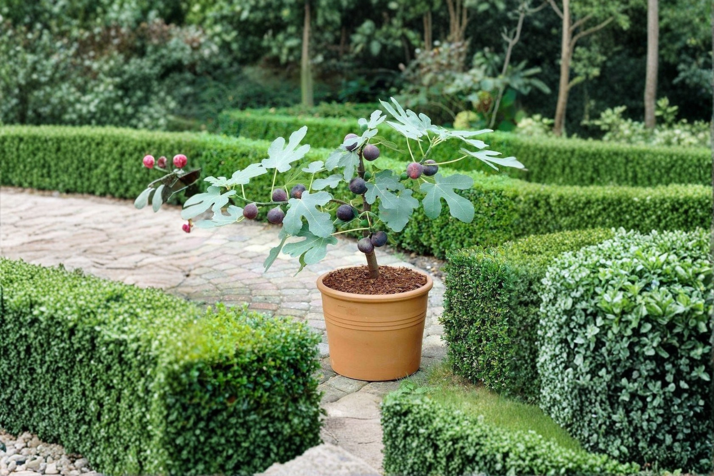 Celeste Fig Cutting – Fresh Heirloom Ficus carica Propagation Plant for Home Garden and Collection