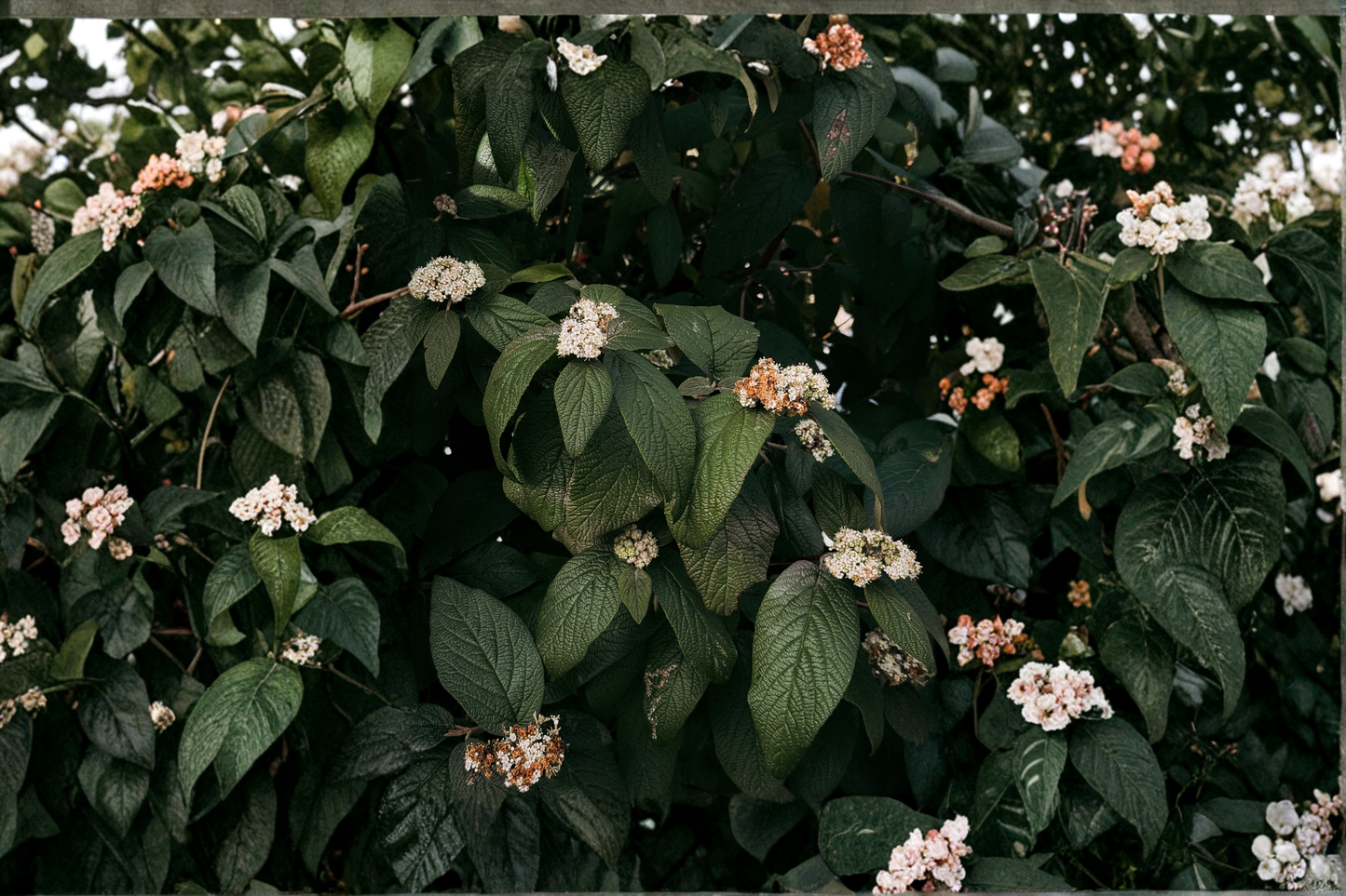 Mary Milton Viburnum Live Plant in 3.5 Inch Pot – Japanese Snowball Viburnum