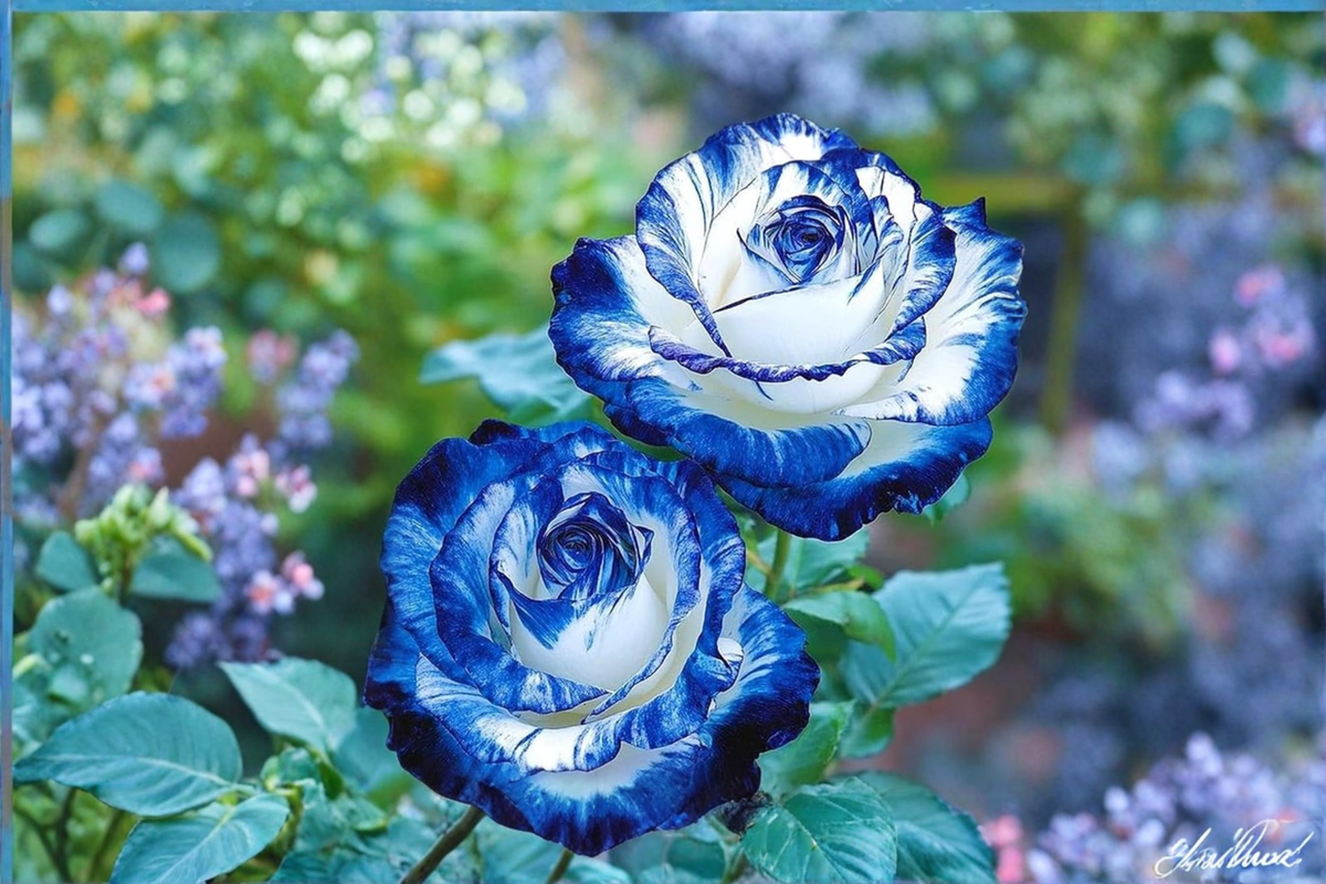 Rare Blue and White English Rose Seeds – 30 Flowering Shrubs for Garden & Landscaping Rosa spp.