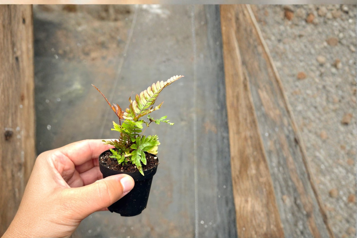 Fern Starter Live Plant in 2 Inch Pot – Maidenhair, Blue Oil, Autumn Fern, Tropical Indoor Houseplant
