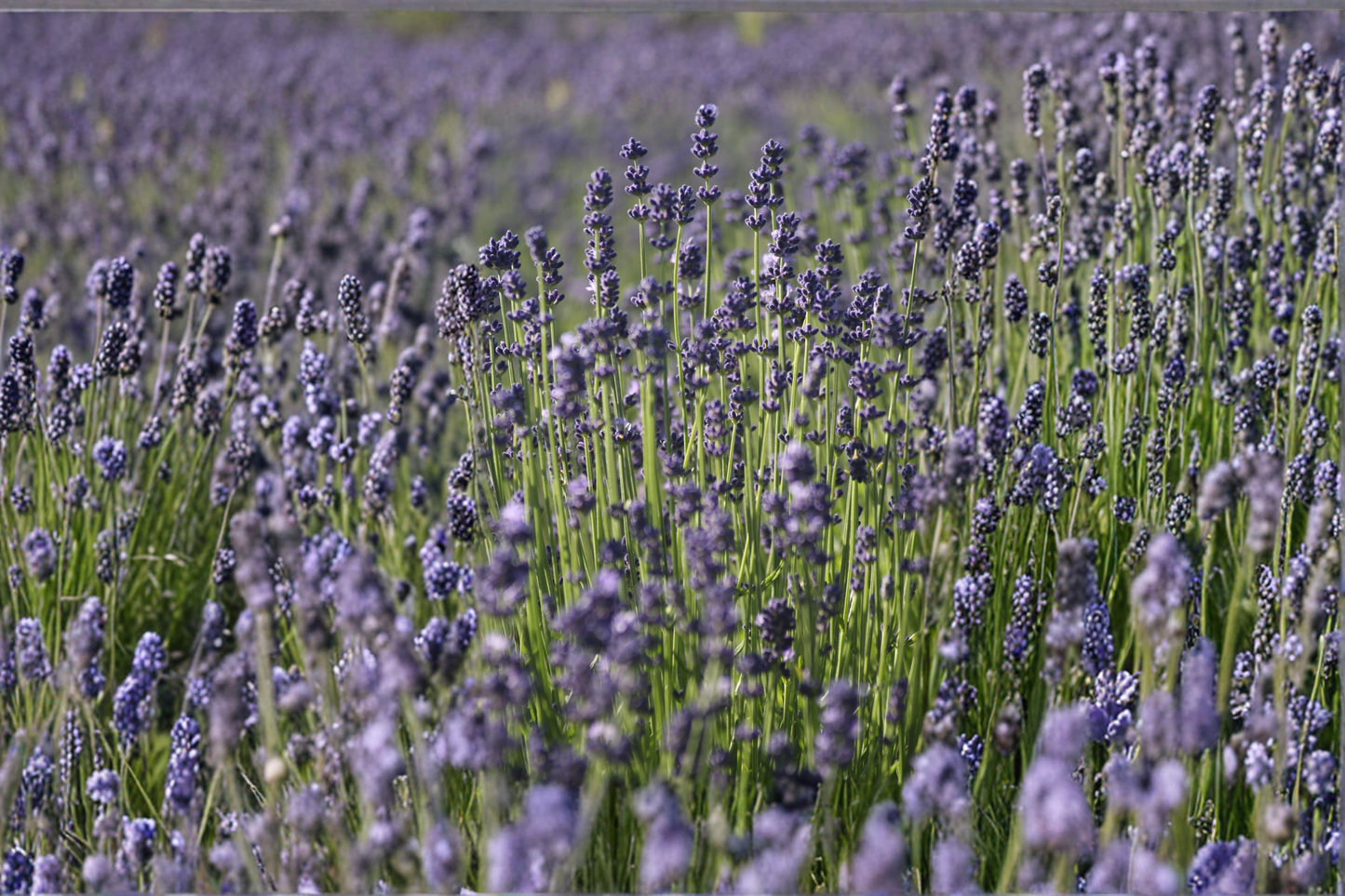 Lavender Live Plant, Rooted Herb, Purple Flowers, Lavandula angustifolia, Perennial Garden Plant