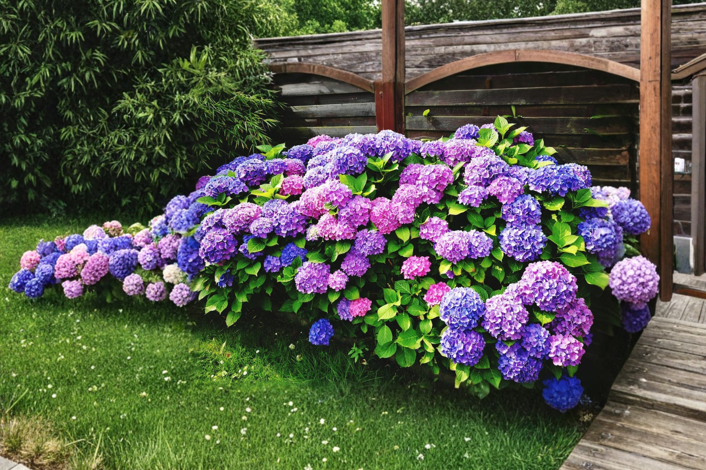Assorted Hydrangea Macrophylla Live Plant – 3 Gallon Pink, Purple, Blue Flower Shrub for Garden, Landscape, Outdoor Plant