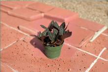 Jewel Orchid Live Plant, 4-Inch Ludisia discolor Tropical Houseplant, Velvety Foliage, Indoor Orchid Gift