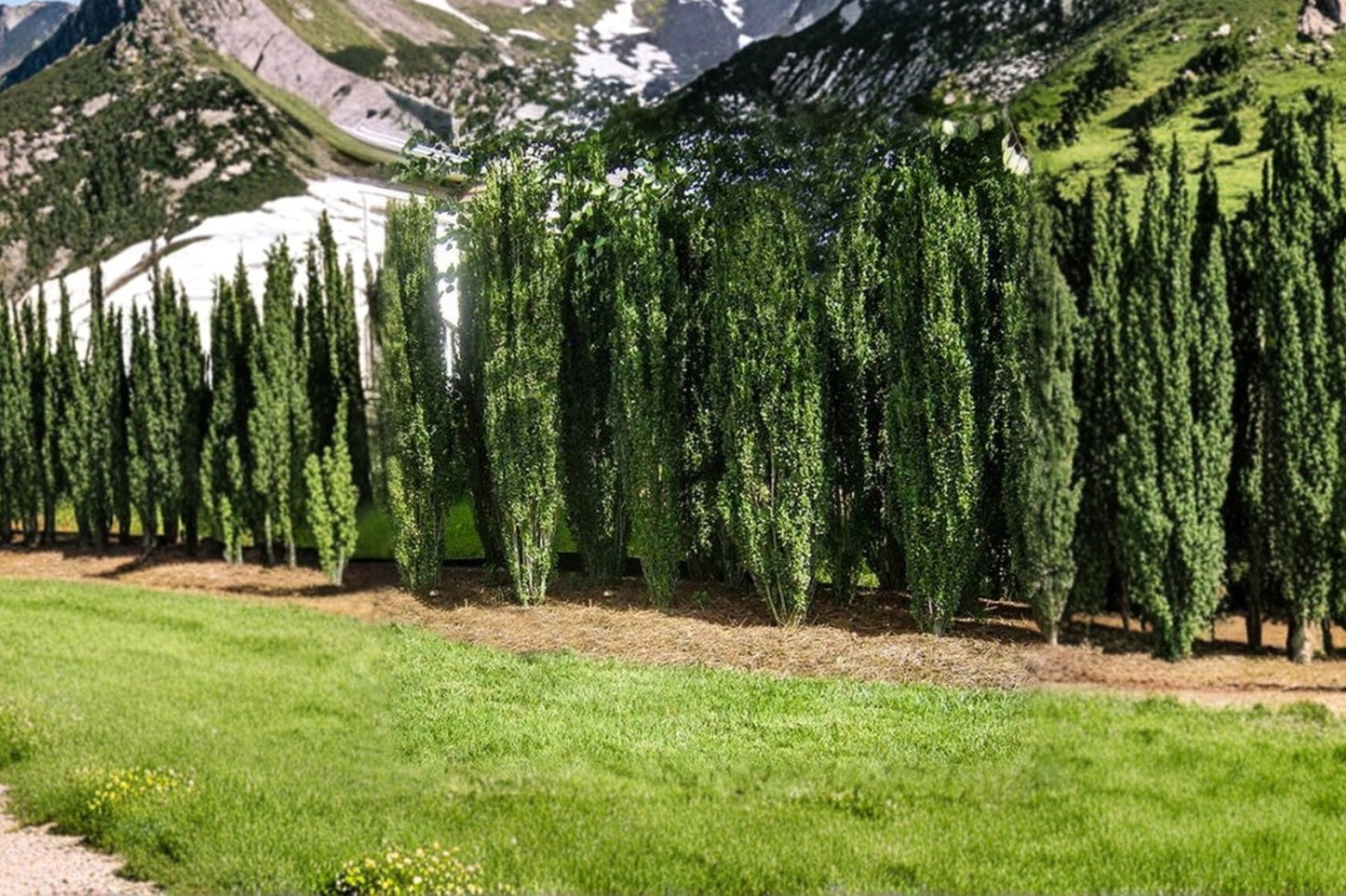 Sky Pencil Japanese Holly Live Plant 3 Gallon, Narrow Evergreen Shrub for Hedges, Borders, Vertical Gardens, Ilex crenata