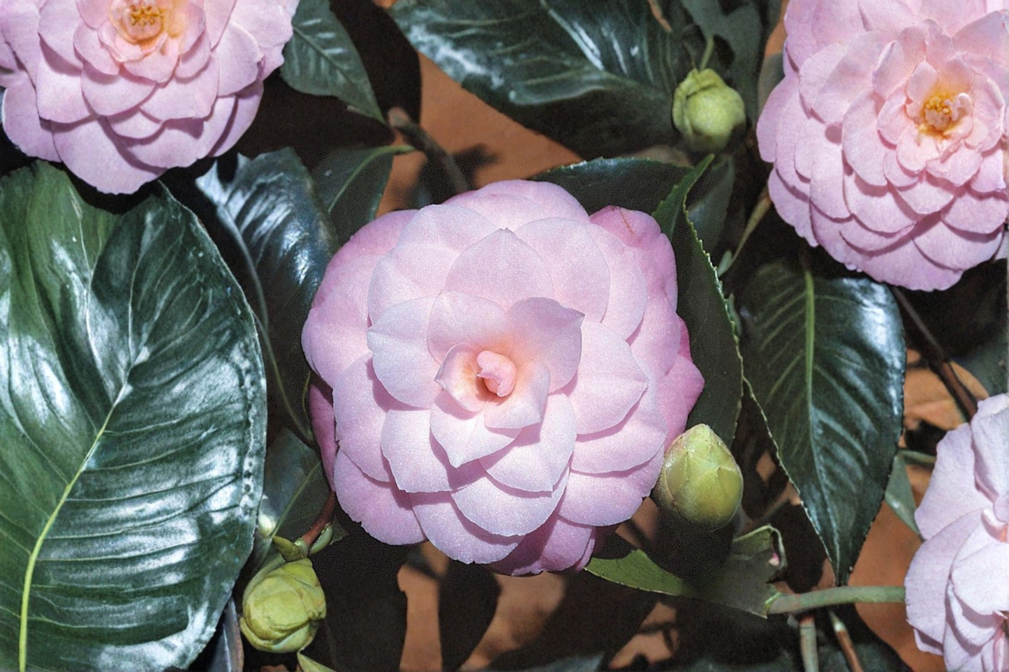 October Affair Camellia Live Plant 3 Gallon Pot Pink Fall Bloom Evergreen Shrub for Garden Landscape