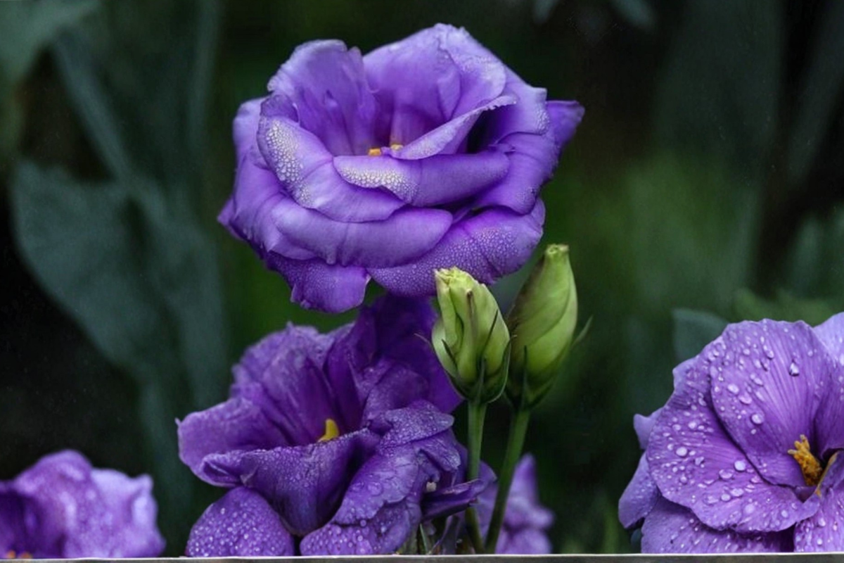 Purple Queen Rose Seeds – 30 Pack, Rare Ornamental Flower, Bush/Shrub, Full Sun, Garden & Pot Plant, Rosa hybrid