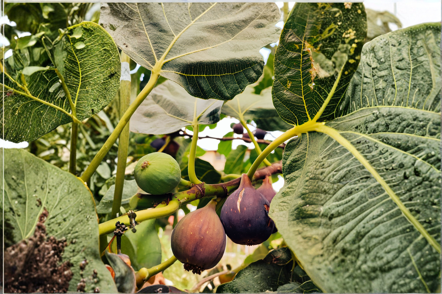 Violette de Bordeaux Fig Live Plants 2 Rooted Starter Plants in 1/2 Gallon Pots Ficus Carica Fruit Tree