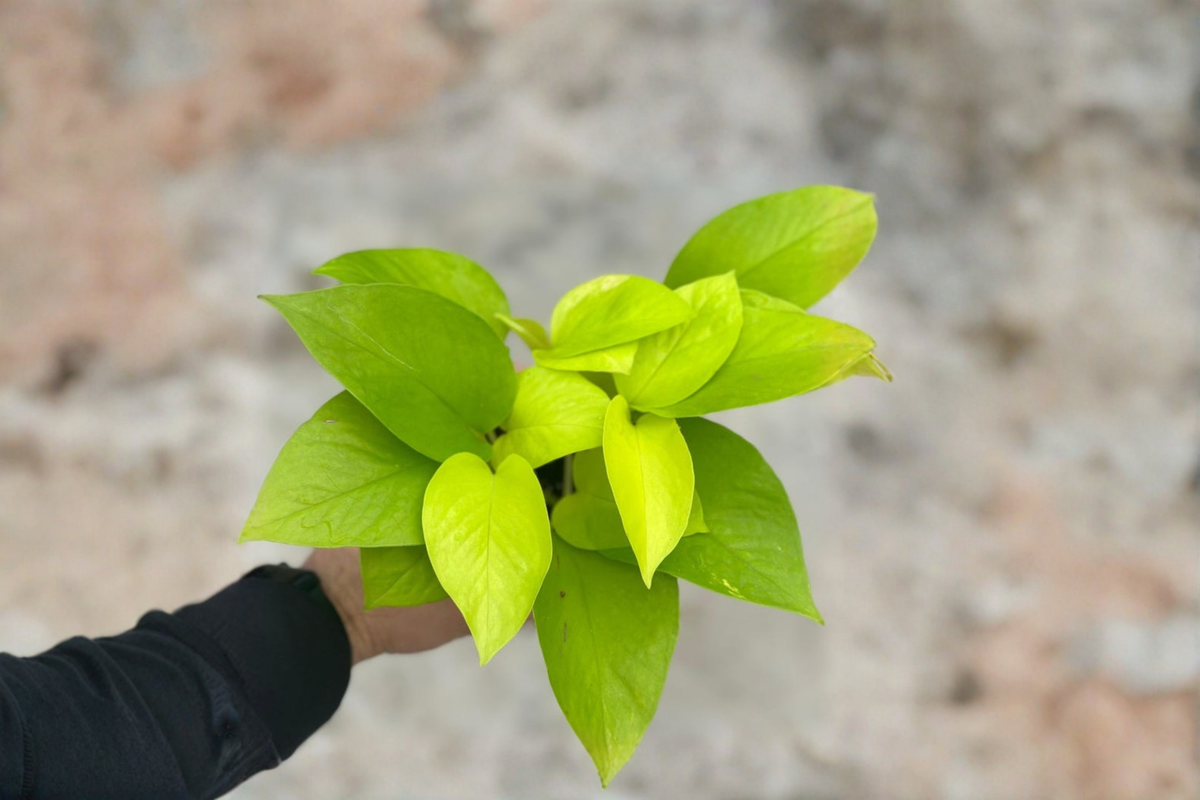 Neon Pothos Live Plant Cutting in 3-Inch Pot, Epipremnum Aureum, Bright Neon Green Foliage, Indoor & Outdoor Tropical Vine