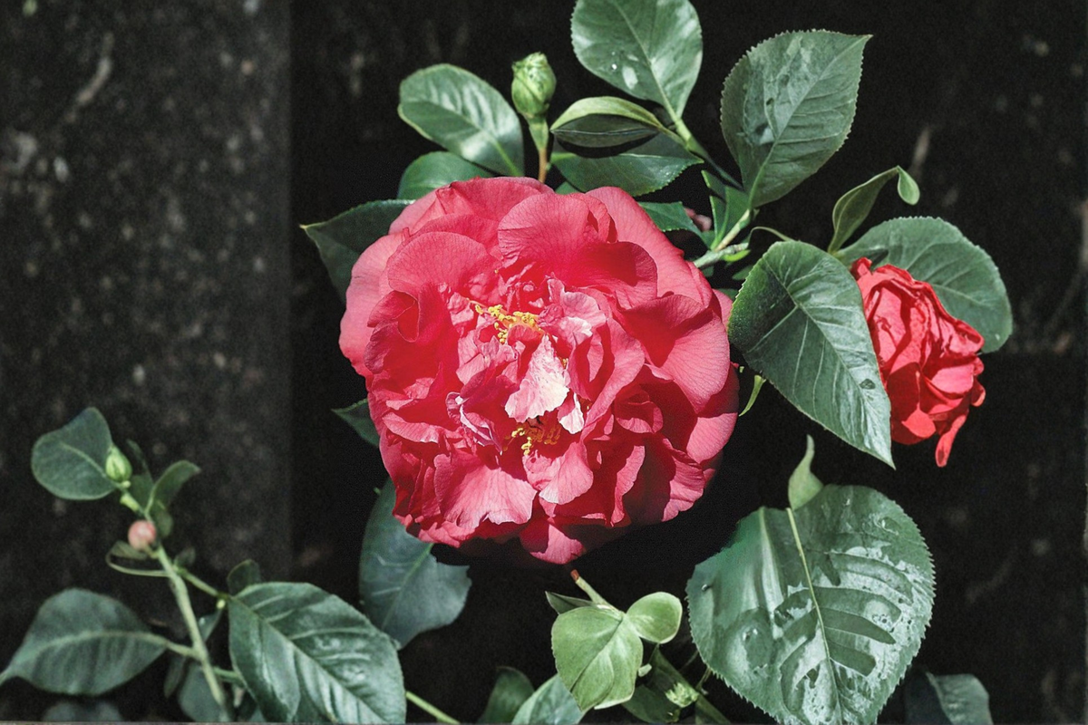 Japanese Camellia ‘Tomorrow’ Live Plant – 3 Gallon Red & White Evergreen Flowering Shrub Camellia japonica