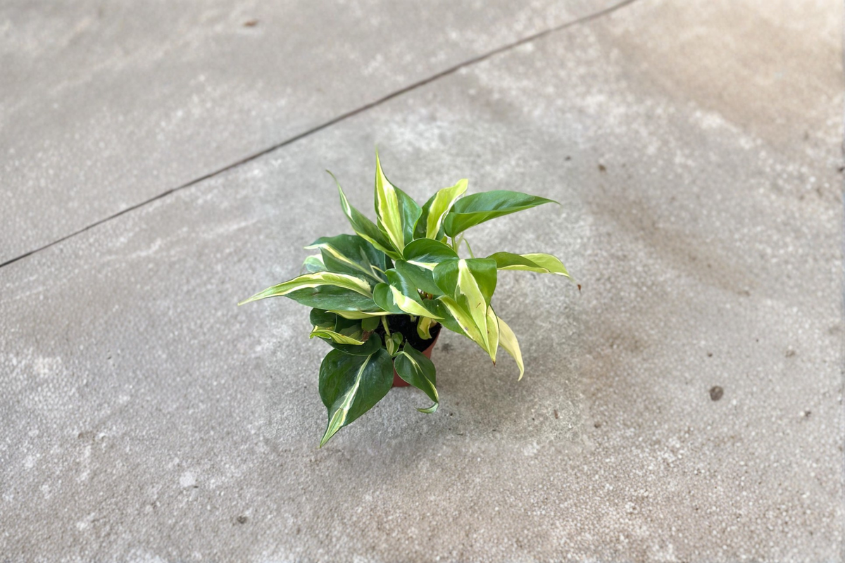 Philodendron Rio Starter Cutting - Variegated Heartleaf Trailing Vine, Indoor Tropical Houseplant, Philodendron hederaceum 'Rio'