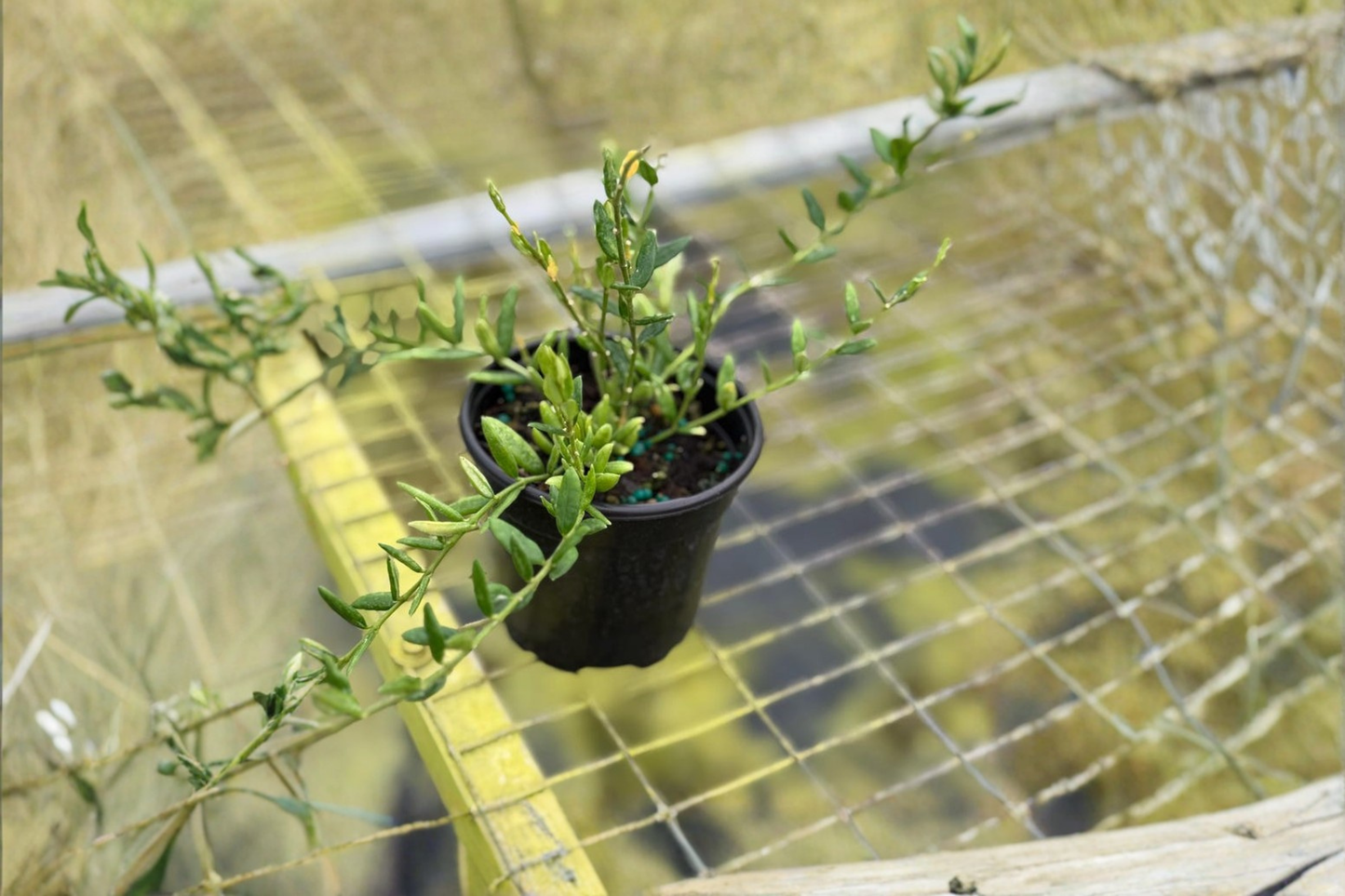 Trailing Hoya Engleriana Live Plant, 4-Inch Pot, Rare Tropical Indoor Houseplant, Climbing Vine, Green Foliage