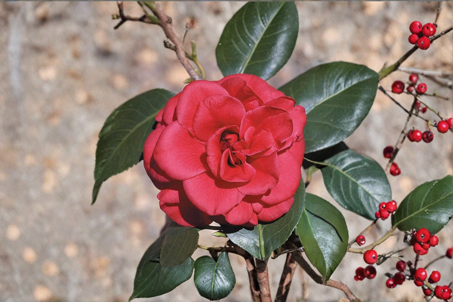Japanese Camellia ‘Tom Knudsen’ Live Plant – 3 Gallon Red Flowering Evergreen Shrub, Camellia japonica for Shade Gardens