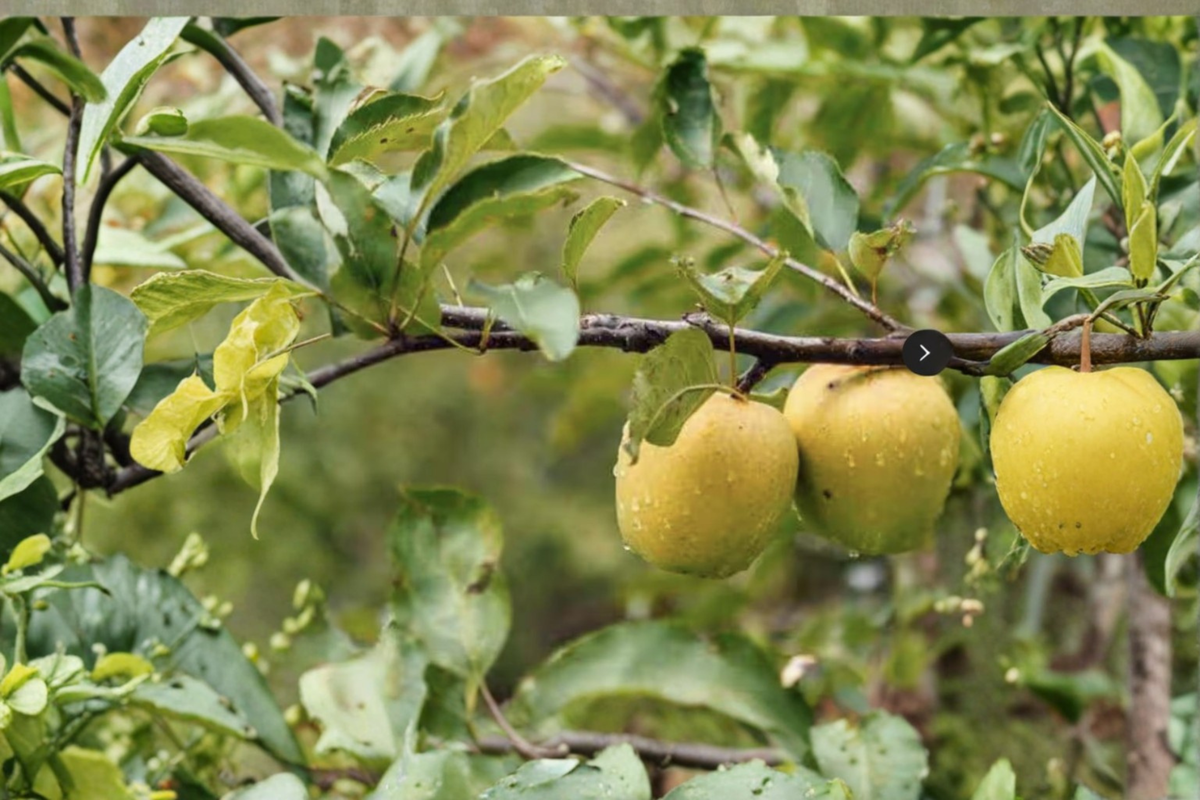 Ein Shemer Apple Tree – Self-Pollinating Yellow Apple, Early Season Fruit, Malus domestica