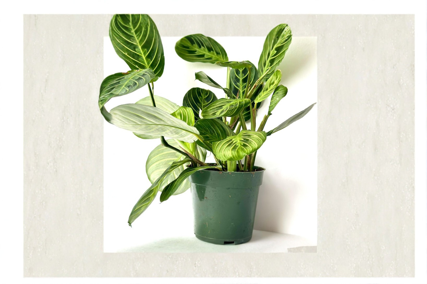 Maranta Lemon Lime Prayer Plant Live 4 Inch Pet Safe Tropical Indoor Houseplant, Maranta leuconeura