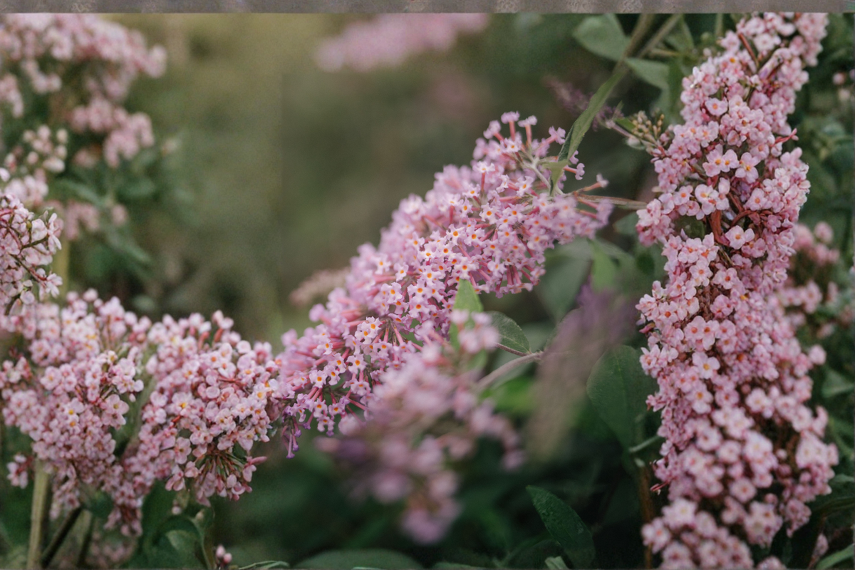Lilac Cascade Butterfly Bush Live Plants, 3 Rooted Starters, Lilac Purple Flowers, Buddleia 'Lilac Cascade' Shrubs, Full Sun, Well-Draining Soil