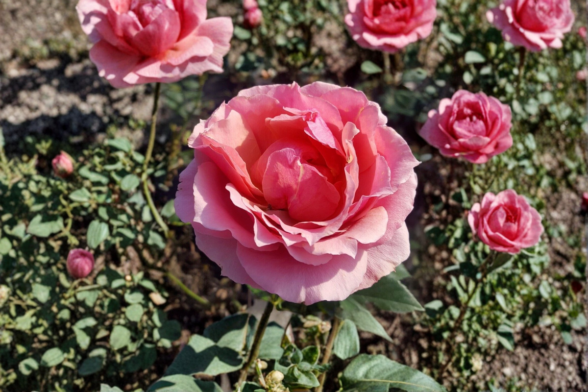 Pink Cream Grandiflora Rose Plant, 1 Gal. Rosa ‘Princesse de Monaco’ – Fragrant Outdoor Flowering Shrub