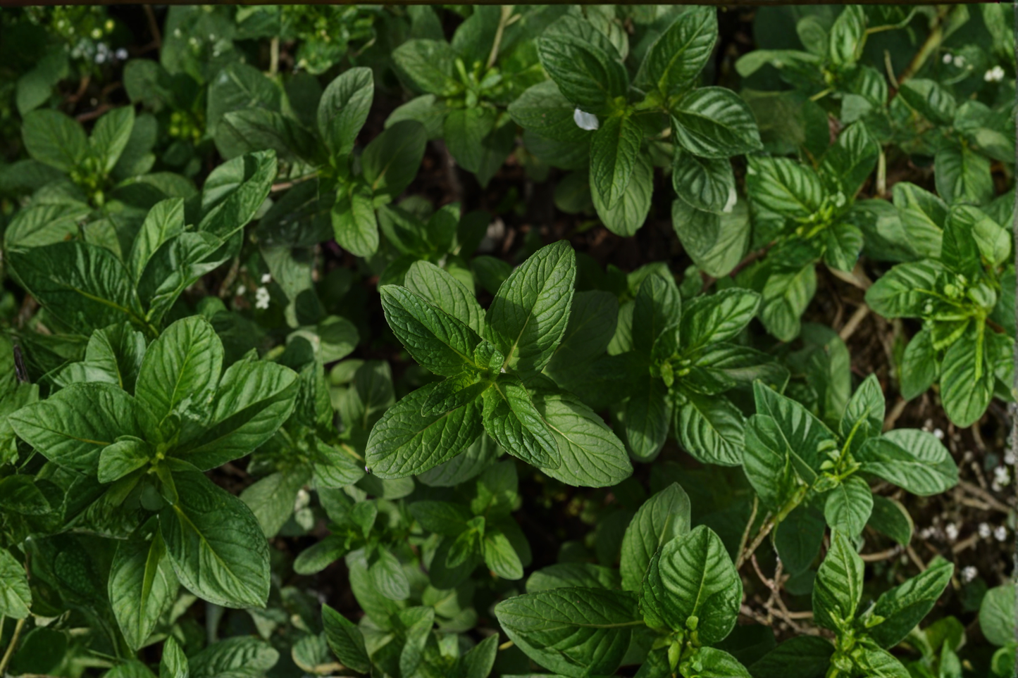 Live Julep Mint Herb Plant | 4-6 Inch Rooted Starter | Mentha spicata | Container & Garden Use