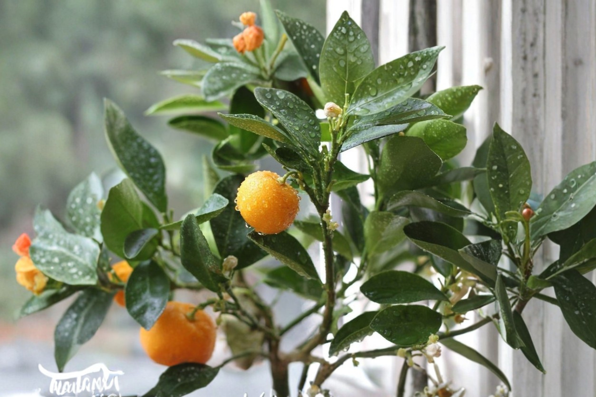 Calamondin Citrus Tree – Grafted Semi-Dwarf Fruiting Plant, Self-Pollinating, Ready to Plant, Citrus Fruit Tree, Citrus Plant