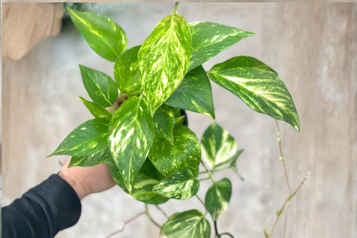 Hawaiian Pothos Live Plant Cutting in 3-Inch Pot, Epipremnum aureum, Indoor Climbing Vine, Variegated Green & Gold Foliage
