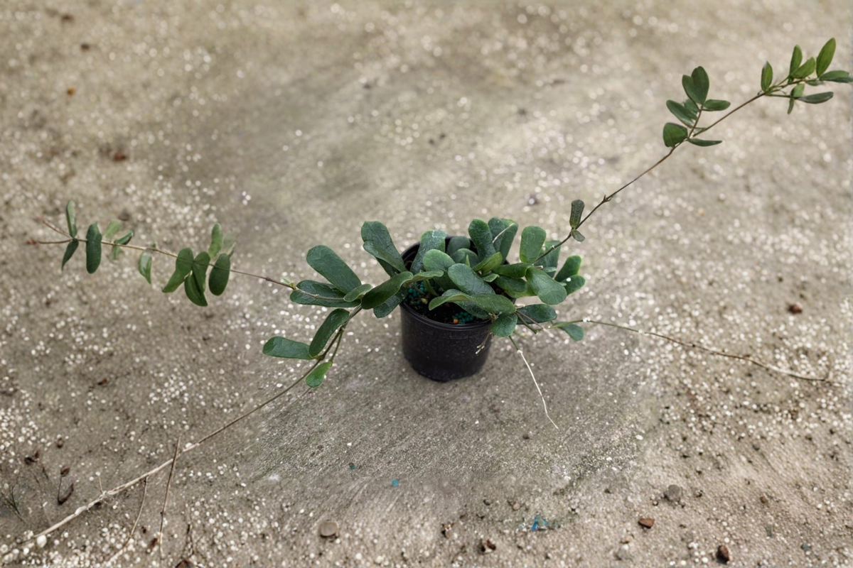 Hoya Rotundiflora Live Plant, 4-Inch Pot, Fuzzy Green Foliage, Tropical Indoor Houseplant, Trailing Climber, Rare Hoya