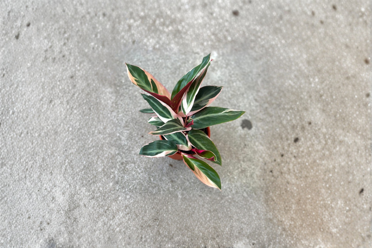 Stromanthe Triostar Live Plant – Variegated Prayer Plant, Tropical Indoor Houseplant, Rooted Decor, Gift