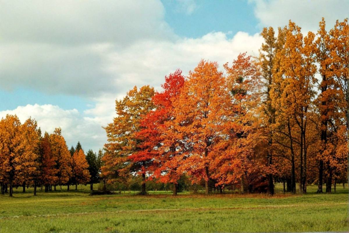 Pin Oak Tree 4-6 ft Live, Quercus palustris, Deciduous Shade Tree, Fall Color, Landscape Oak, Outdoor Garden Yard Tree