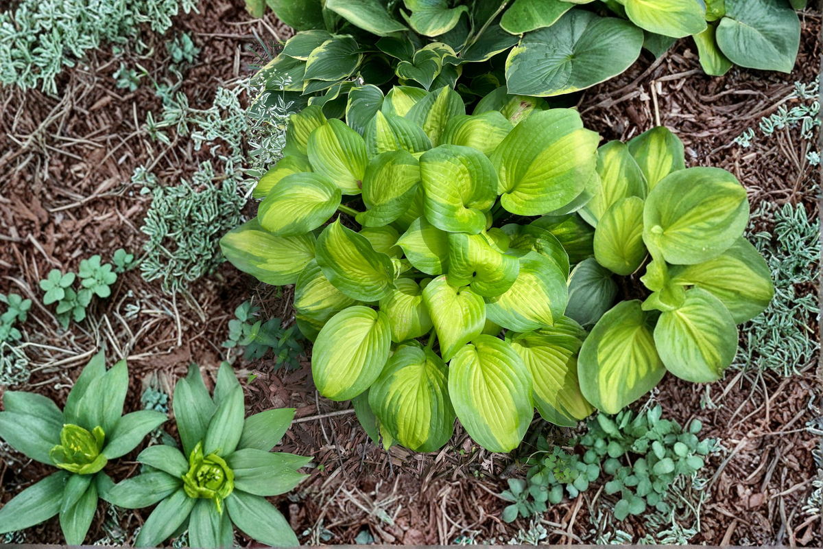 Old Glory Hosta Live Plants – 3 Rooted Starter Plants in 1 Qt Pots, Variegated Shade Perennial Foliage, Hosta 'Old Glory'