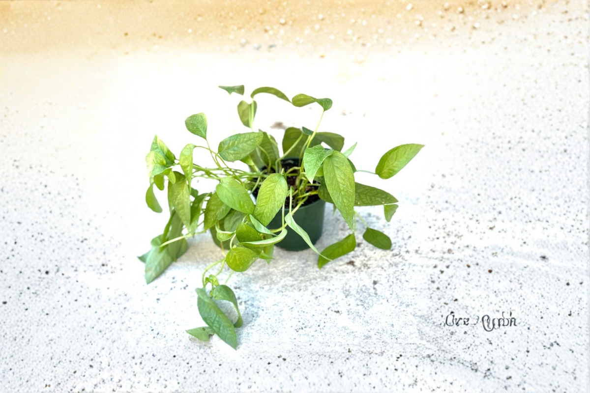 Cebu Blue Pothos Live Plant Cutting in 3-Inch Pot, Epipremnum pinnatum, Blue-Green Tropical Foliage, Indoor & Outdoor Climbing Vine