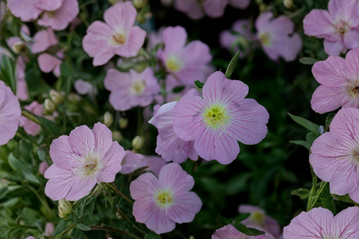 Pink Showy Evening Primrose Live Plant – Hardy Perennial Oenothera speciosa