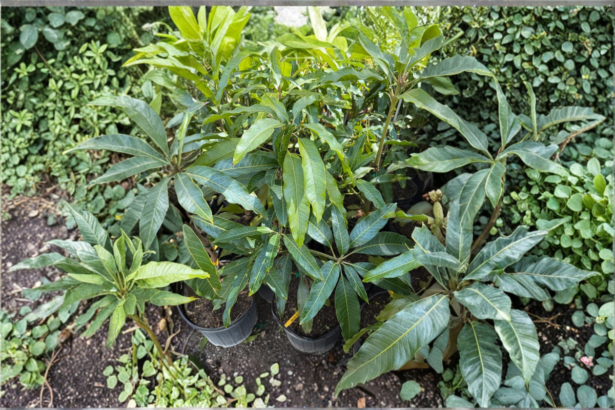 Golden Mun Kun Si Mango Tree Grafted Live Plant – Tropical Fruit Tree, 3ft, Sweet Mango, Mangifera indica
