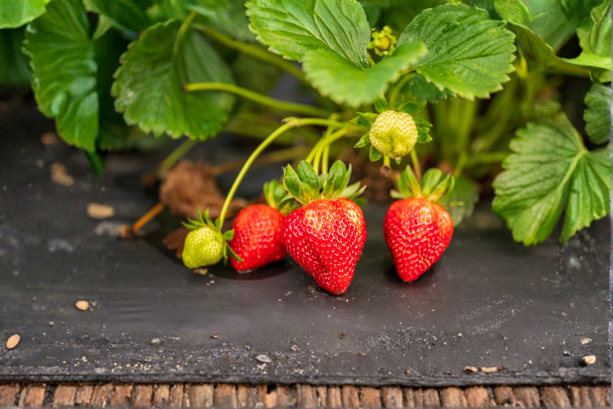 Seascape Strawberry 10 Bare Root Plants – Everbearing Fragaria × ananassa