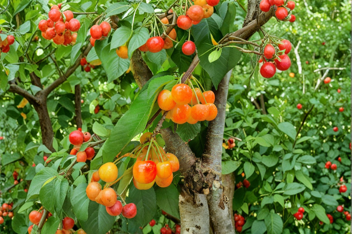 Yellow Cherry Tree Live Plant – 4 Ft Deciduous Fruit Tree for Garden, Orchard, Prunus spp.