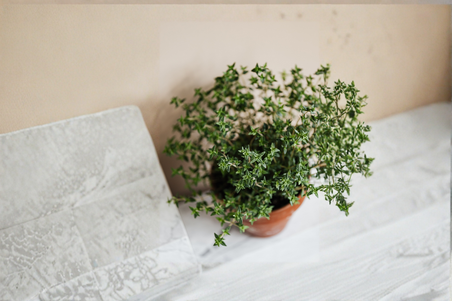 French Thyme Live Herb Plant – Rooted Starter, Culinary, Perennial, Thymus vulgaris
