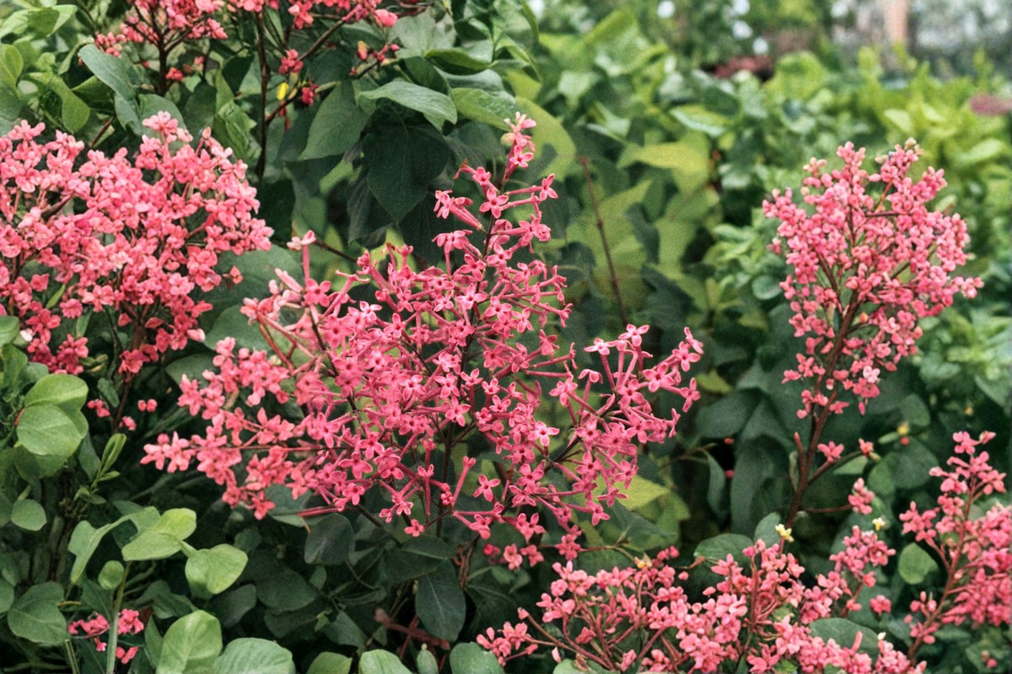 George Eastman Lilac Live Plant – 8 Inch Tall Syringa x julianae Pink Purple Flowering Shrub in 4-Inch Pot