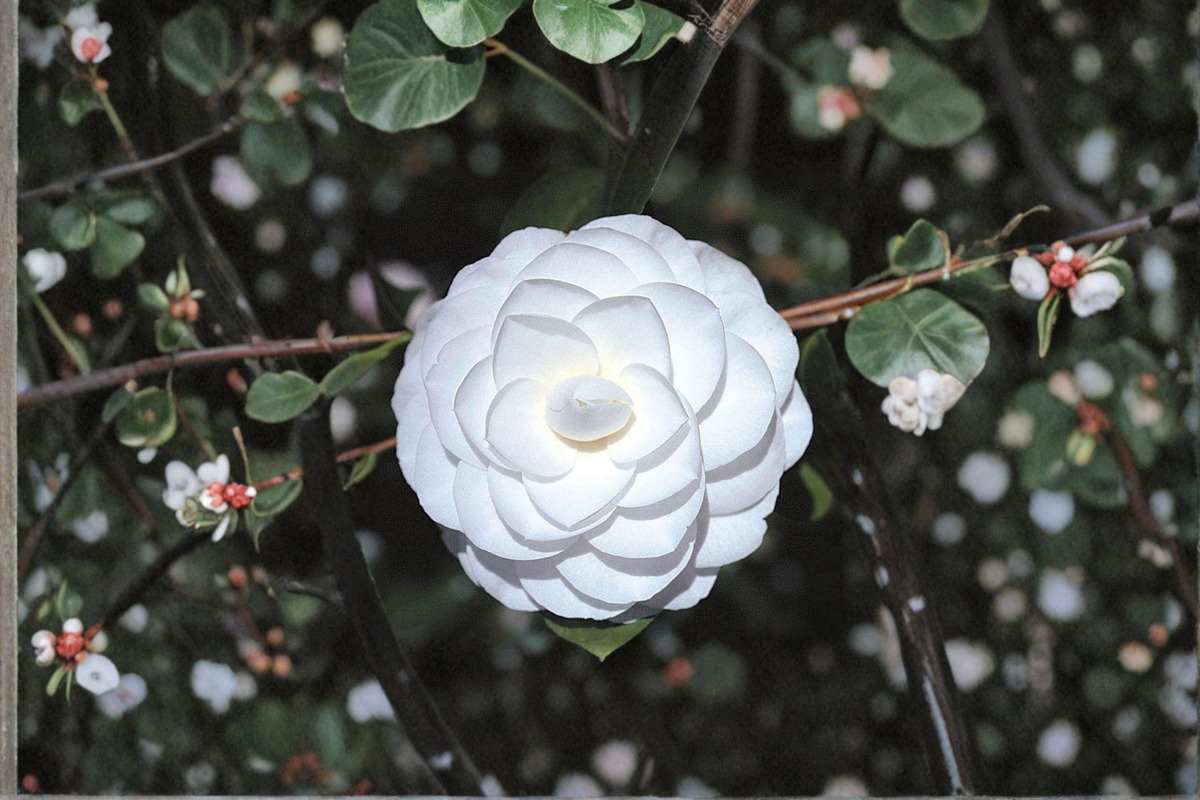Japanese Camellia Miss Biloxi Live Plant – 1 Gallon Pink Evergreen Flowering Shrub Camellia japonica