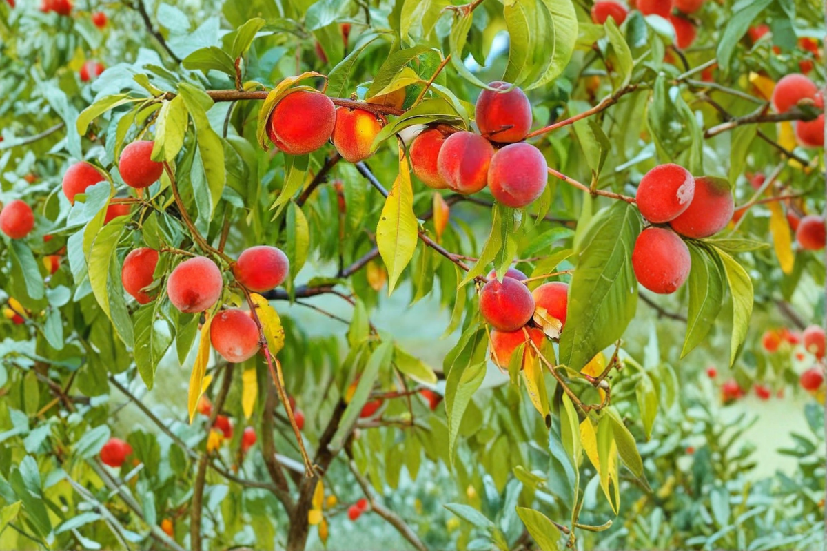 Live Jefferson Peach Tree – 4–6 Feet Tall, Fruit Producing, Deciduous Prunus persica for Garden & Orchard