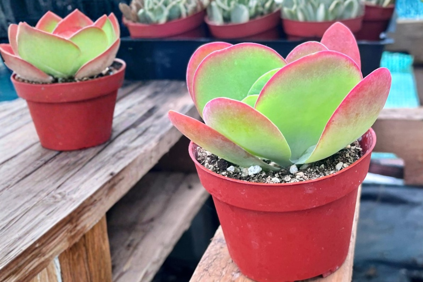 Flapjack Succulent Live Plant, Paddle Plant, Kalanchoe luciae, 2 Inch Pot, Indoor Outdoor Decor, Succulent Gift