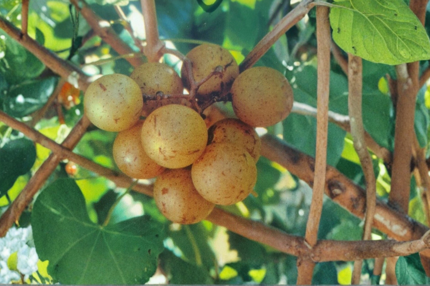 Carlos Muscadine Grape Vine Live Plant 3 Gal – Bronze Scuppernong Grape for Home Vineyard, Climbing Fruit Vine, Vitis rotundifolia