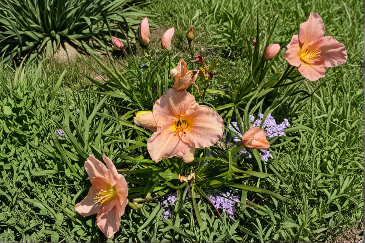 Daylily Pewter Pink Bare Root Plants – Soft Pink Perennial Flowers for Summer Garden, Hemerocallis