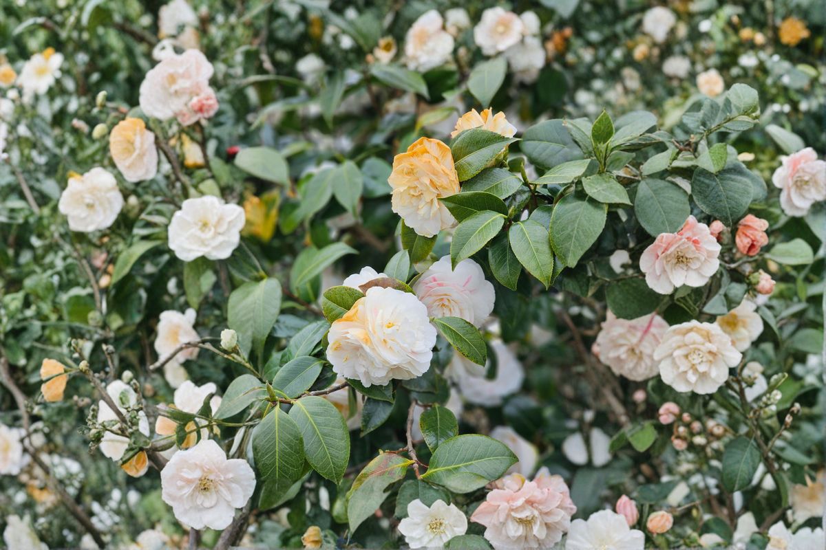 Lemon Glow Camellia Live Starter Plant – Camellia japonica – Rooted in Pot