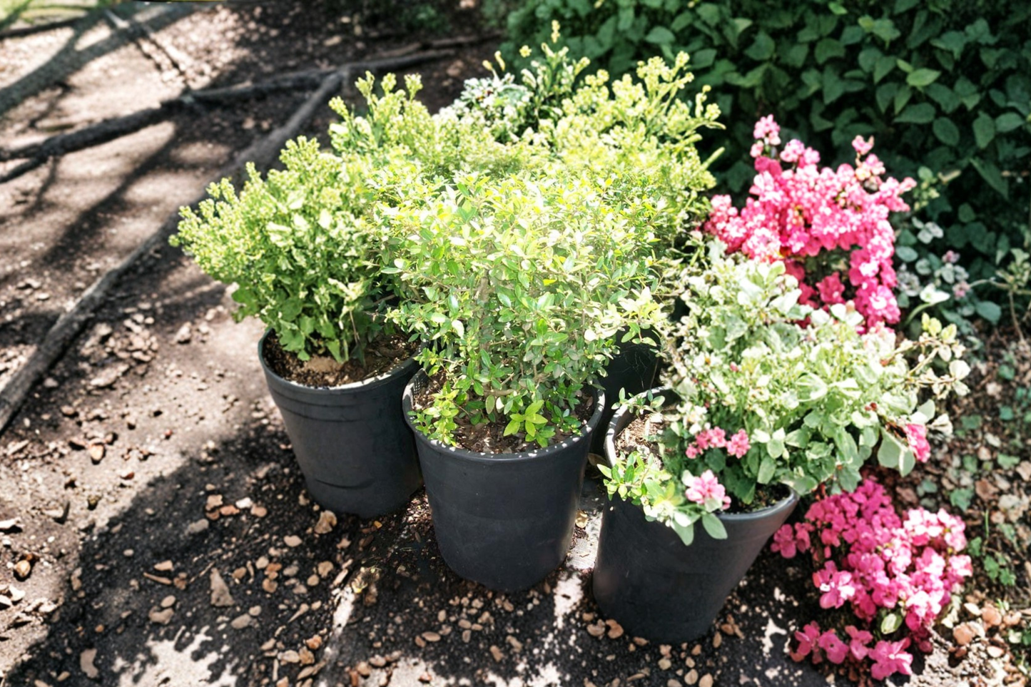Dwarf Yaupon Holly Live Plant 3 Gallon – Evergreen Shrub for Hedges, Borders, Landscape – Ilex vomitoria