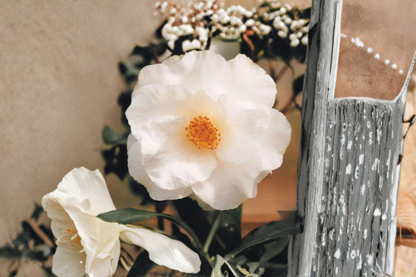 Japanese Camellia ‘Sudie Blanchard’ 3 Gallon Live Plant – Pink & White Evergreen Shrub Camellia japonica