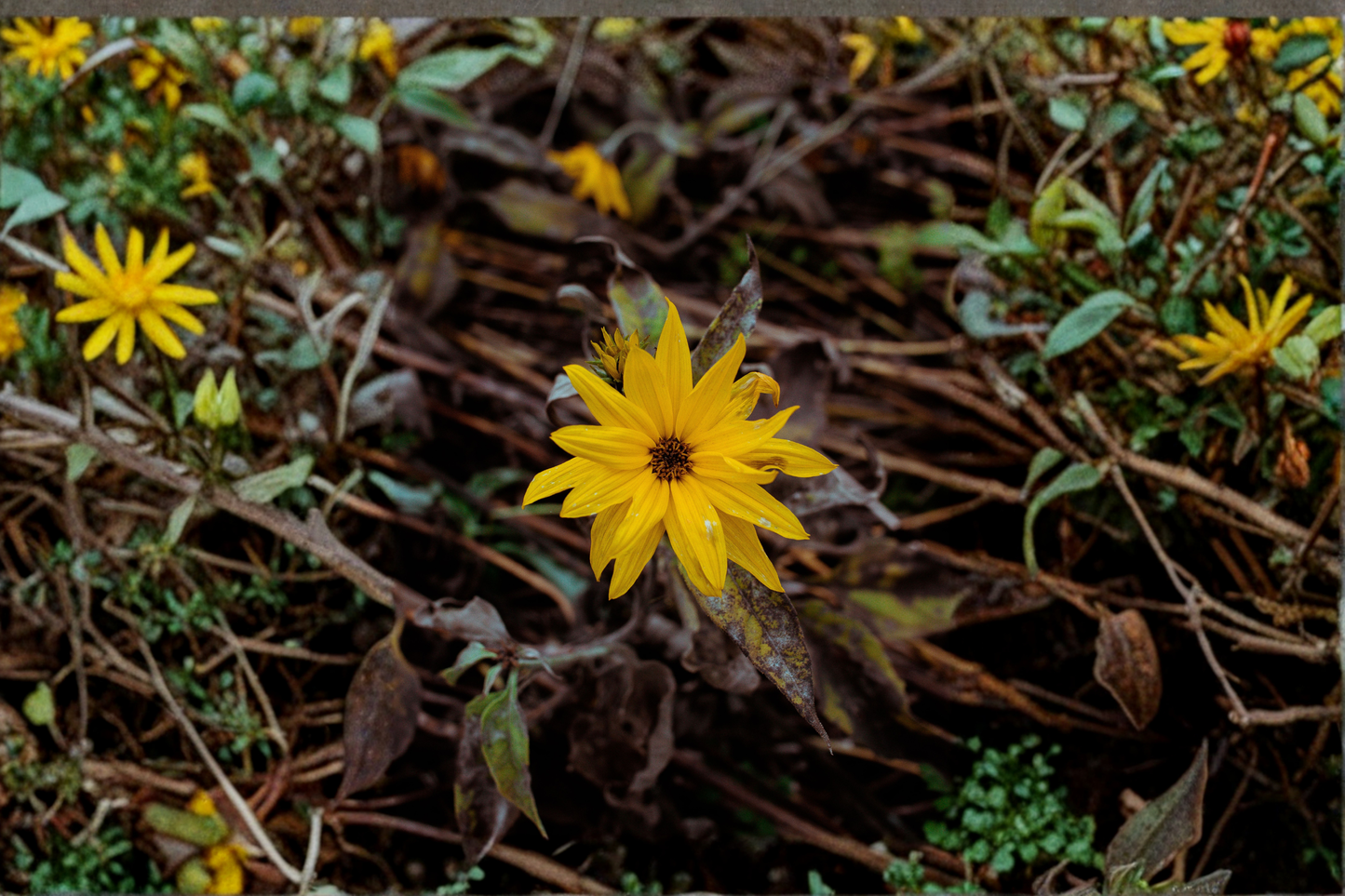 Autumn Gold Willow Leaf Sunflower Live Plants – 3 Rooted Starters in 1 Qt Pots, Helianthus salicifolius Perennial Flower