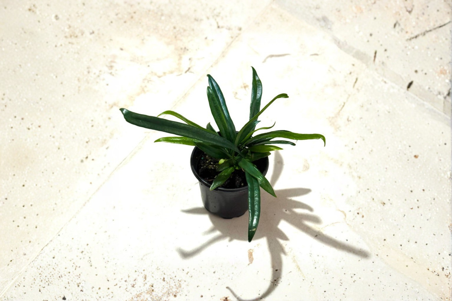 Blue Oil Fern Live Plant in 4 Inch Pot, Microsorum thailandicum, Tropical Indoor Fern, Metallic Blue Foliage, Rare Houseplant