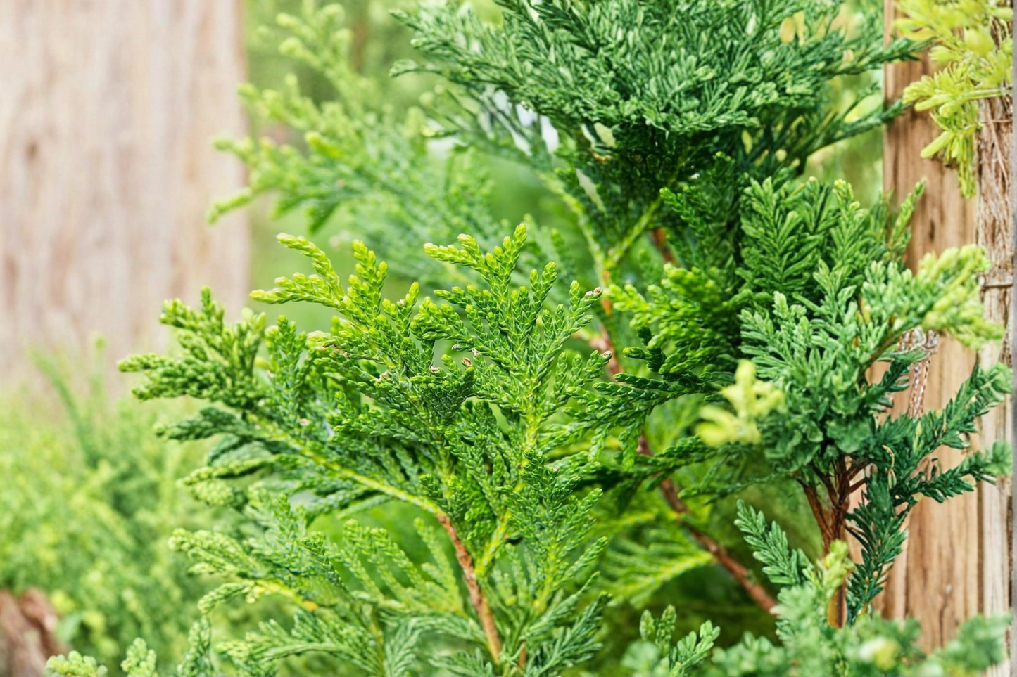 Thuja Green Giant Starter Plant Live Evergreen Tree for Privacy & Landscape Hedging
