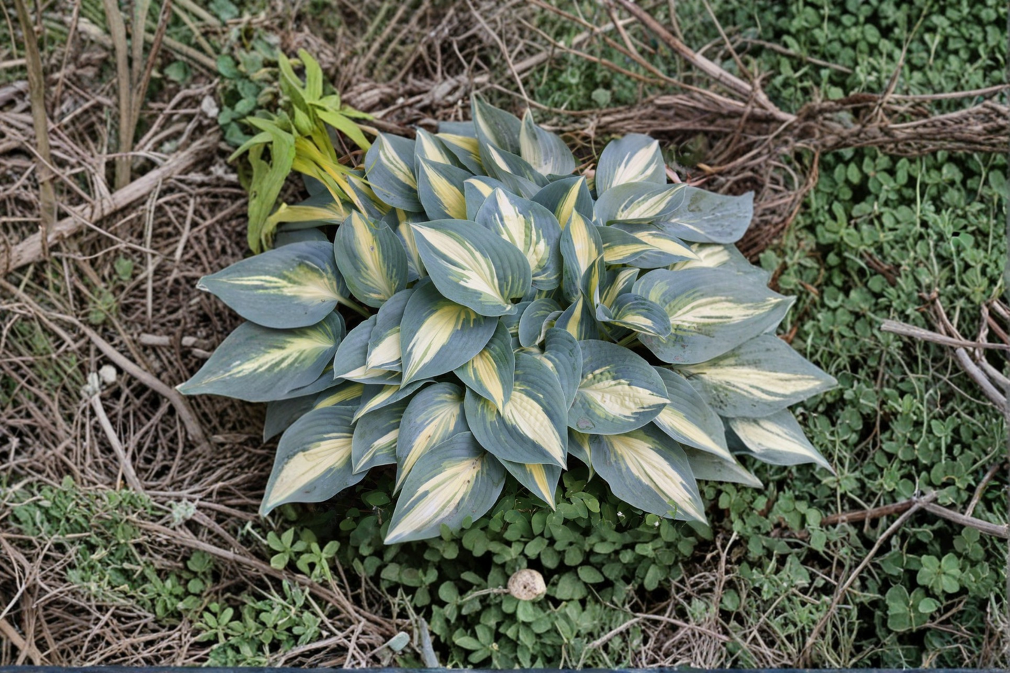 High Society Hosta 3-Inch Pot Variegated Shade Perennial Blue Yellow Foliage Plant