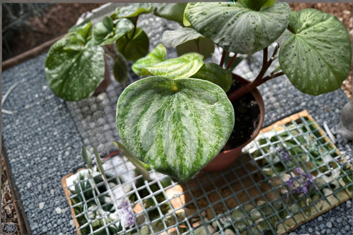 Peperomia Gold Dust Live Plant, Variegated Indoor Houseplant, Starter & 4-Inch Size, Tropical Decor, Rooted Plant