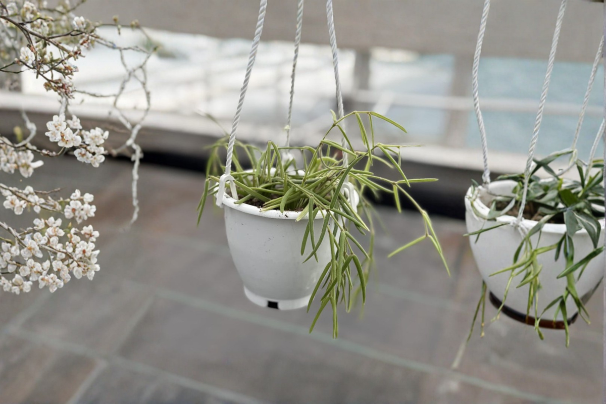 Hoya Linearis Live Plant, Trailing Houseplant in 4.5 Inch Pot, Rare Hanging Foliage, Indoor Garden, Beginner Friendly, Hoya linearis