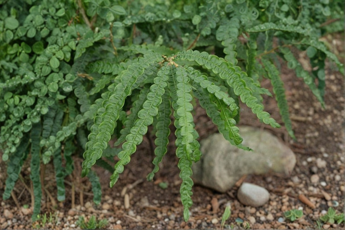 Sweet Fern Live Plant, 2-Gallon Pot, Native Shrub, Fragrant Foliage, Hardy Groundcover, Comptonia peregrina